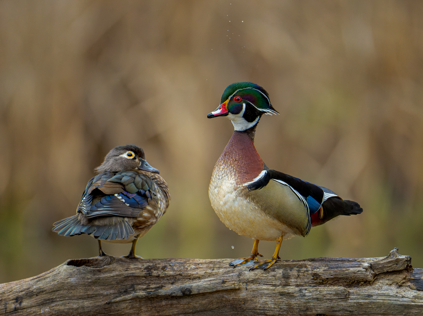 3rd PrizeOpen Color In Class 3 By Robin Harrison For Courting Wood Ducks APR-2022.jpg